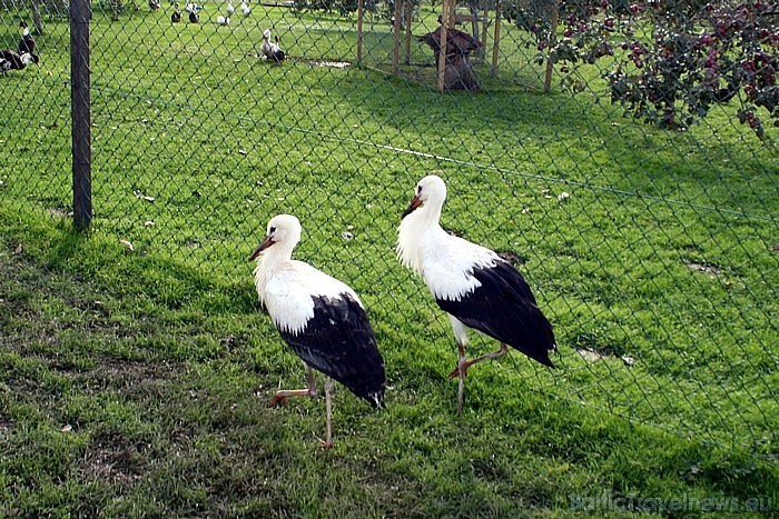 Rīgas zooloģiskā dārza lauku filiāle Cīruļi atrodas Kalvenē, 55 kilometru attālumā no Liepājas 50787