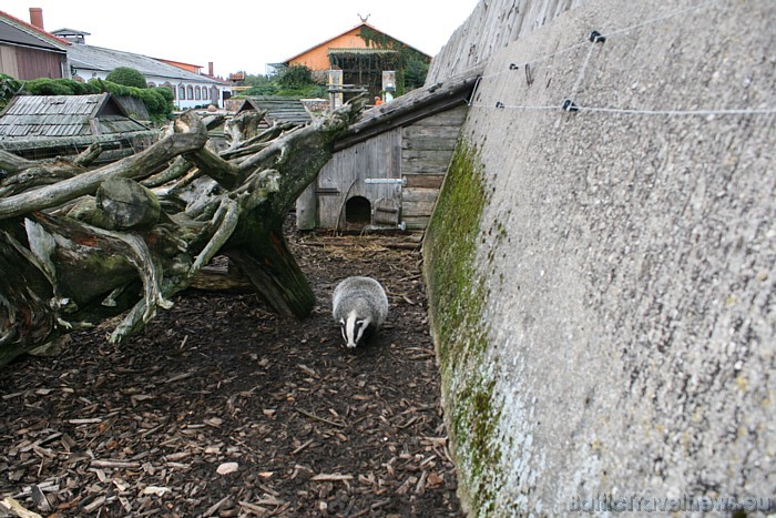 Kalvenes zoodārzs ir atvērts katru dienu. Tūrisma sezonas laikā tas atvērts no 10 līdz 19, bet ziemā - līdz 16 50821