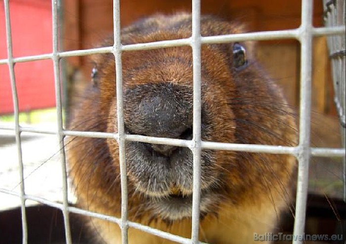 Aizejot gulēt ziemas miegu, murkšķis ir apvēlies apaļš un resns, taču pavasarī izlienot no alas, tas ir notievējis pavisam slaids
Foto: www.murkskis. 50875