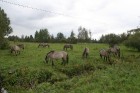 Dabas parkā taurgovis un savvaļas zirgi kopīgi uzturas lielās grupās - katrs savās ganībās 5