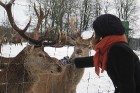 Gulbenes rajona Stradu pagastā atrodas šķirnes briežu dārzs «Mežsētas», kur staltbriežus un mežacūkas var gan redzēt klātienē, gan pabarot no rokas 1