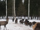 Mežacūkas itin labi sadzīvo kopā vienā aplokā ar briežiem 17