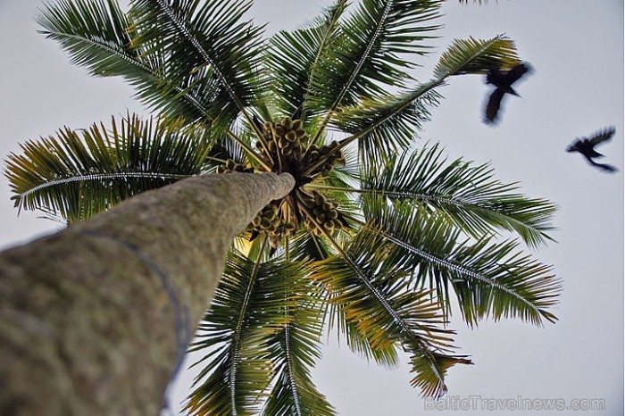 Kokospalmas cēli sagaida rītu. Tas ir novērtēts daudzpakāpju resurss: piens (sula), eļļa, rieksti, kurināmais- čaulas, būvmateriāli- lapas, zari, stum 57213