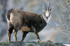 Itālija lepojas ar saviem daudzajiem nacionālajiem parkiem, kas ļauj tūristiem iepazīt Itālijas floru un faunu 5