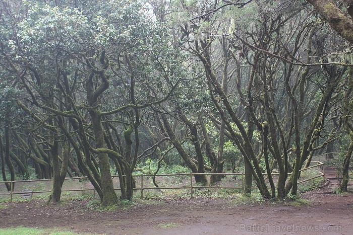 Ceļojums no Tenerifes salas uz Gomeras salu (La Gomera) ar prāmi sadarbībā ar tūroperatoru Tez Tour (www.teztour.lv) 64030