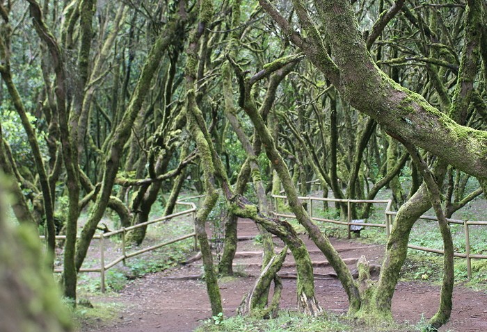 Ceļojums no Tenerifes salas uz Gomeras salu (La Gomera) ar prāmi sadarbībā ar tūroperatoru Tez Tour (www.teztour.lv) 64032