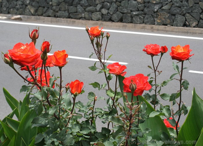 Ceļojums no Tenerifes salas uz Gomeras salu (La Gomera) ar prāmi sadarbībā ar tūroperatoru Tez Tour (www.teztour.lv) 64065