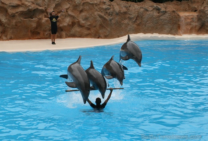 Travelnews.lv ceļojuma stāsts par Loro parku (Loro parque) - Loro parka unikalitāte piesaista tūristus no visas pasaules 64519