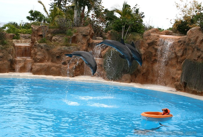 Travelnews.lv ceļojuma stāsts par Loro parku (Loro parque) - Loro parka unikalitāte piesaista tūristus no visas pasaules 64521