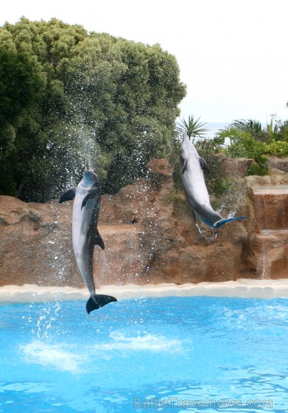 Travelnews.lv ceļojuma stāsts par Loro parku (Loro parque) - Loro parka unikalitāte piesaista tūristus no visas pasaules 64523