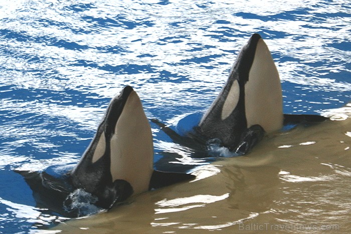 Travelnews.lv ceļojuma stāsts par Loro parku (Loro parque) - Loro parka unikalitāte piesaista tūristus no visas pasaules 64526