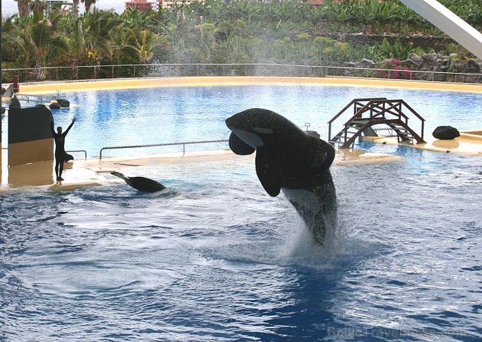 Travelnews.lv ceļojuma stāsts par Loro parku (Loro parque) - Loro parka unikalitāte piesaista tūristus no visas pasaules 64527
