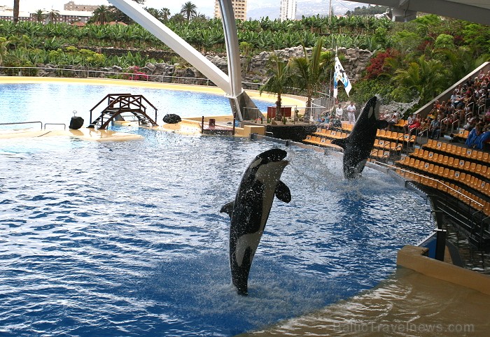 Travelnews.lv ceļojuma stāsts par Loro parku (Loro parque) - Loro parka unikalitāte piesaista tūristus no visas pasaules 64528
