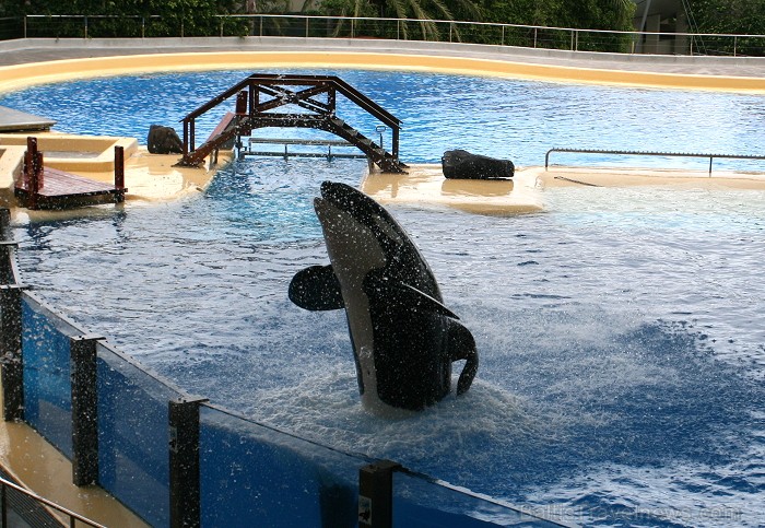 Travelnews.lv ceļojuma stāsts par Loro parku (Loro parque) - Loro parka unikalitāte piesaista tūristus no visas pasaules 64529