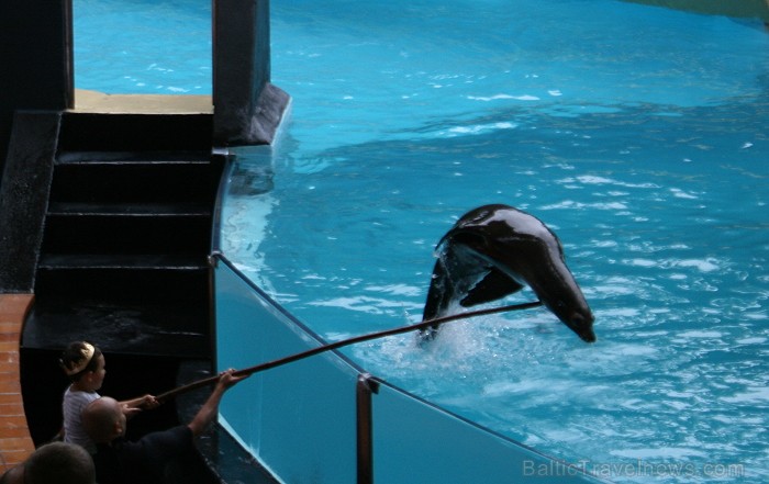 Travelnews.lv ceļojuma stāsts par Loro parku (Loro parque) - Loro parka unikalitāte piesaista tūristus no visas pasaules 64534