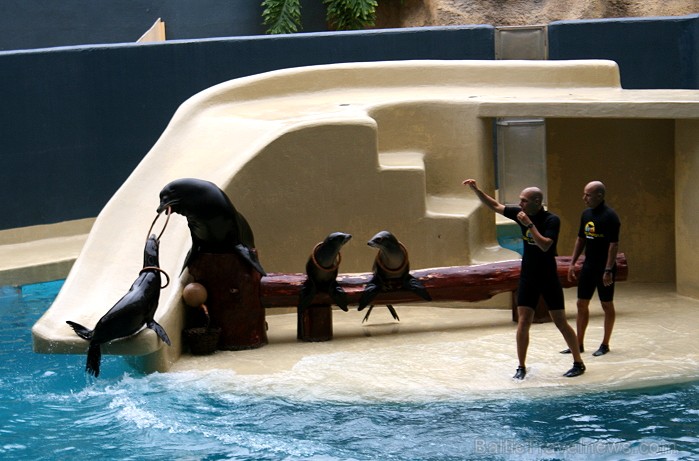 Travelnews.lv ceļojuma stāsts par Loro parku (Loro parque) - Loro parka unikalitāte piesaista tūristus no visas pasaules 64535