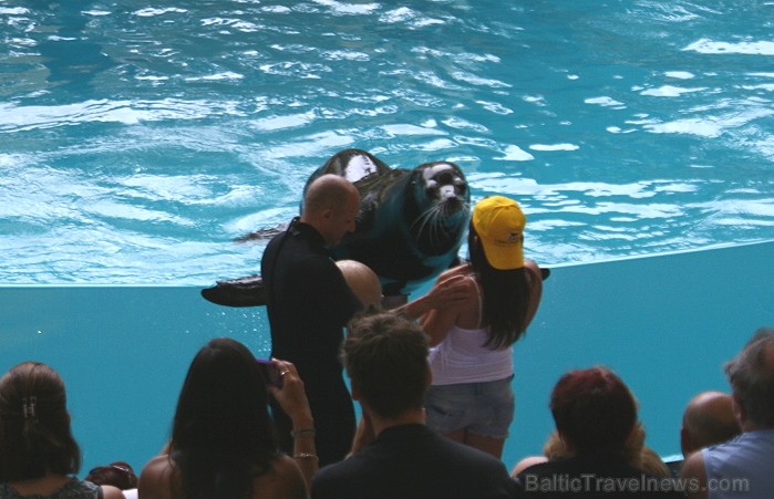 Travelnews.lv ceļojuma stāsts par Loro parku (Loro parque) - Loro parka unikalitāte piesaista tūristus no visas pasaules 64536