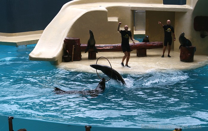 Travelnews.lv ceļojuma stāsts par Loro parku (Loro parque) - Loro parka unikalitāte piesaista tūristus no visas pasaules 64537