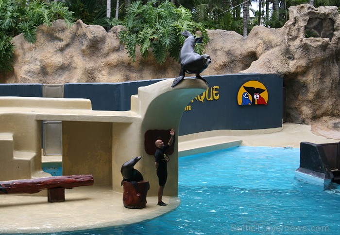 Travelnews.lv ceļojuma stāsts par Loro parku (Loro parque) - Loro parka unikalitāte piesaista tūristus no visas pasaules 64538