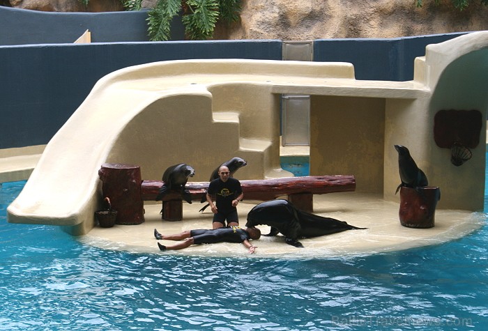 Travelnews.lv ceļojuma stāsts par Loro parku (Loro parque) - Loro parka unikalitāte piesaista tūristus no visas pasaules 64539