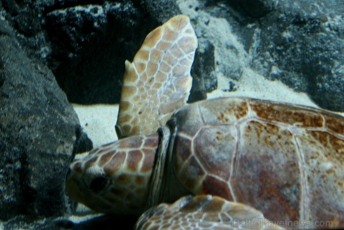 Travelnews.lv ceļojuma stāsts par Loro parku (Loro parque) - Loro parka unikalitāte piesaista tūristus no visas pasaules 64546
