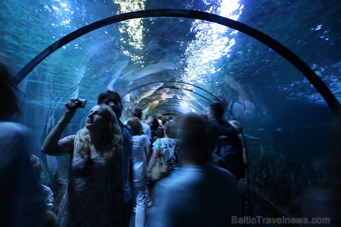 Travelnews.lv ceļojuma stāsts par Loro parku (Loro parque) - Loro parka unikalitāte piesaista tūristus no visas pasaules 64550