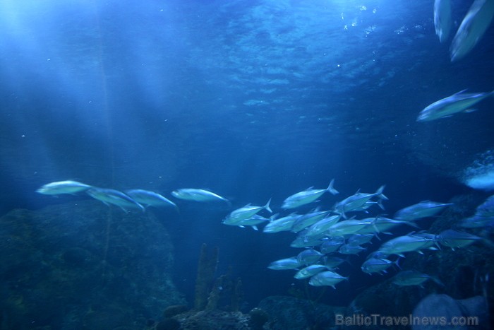 Travelnews.lv ceļojuma stāsts par Loro parku (Loro parque) - Loro parka unikalitāte piesaista tūristus no visas pasaules 64551