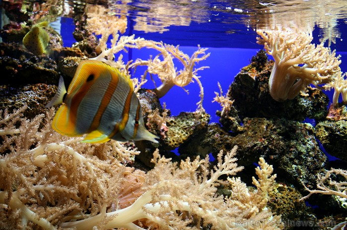 Travelnews.lv ceļojuma stāsts par Loro parku (Loro parque) - Loro parka unikalitāte piesaista tūristus no visas pasaules 64553