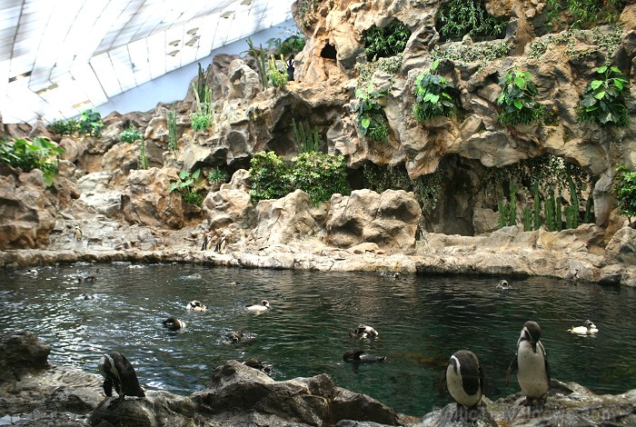 Travelnews.lv ceļojuma stāsts par Loro parku (Loro parque) - Loro parka unikalitāte piesaista tūristus no visas pasaules 64559