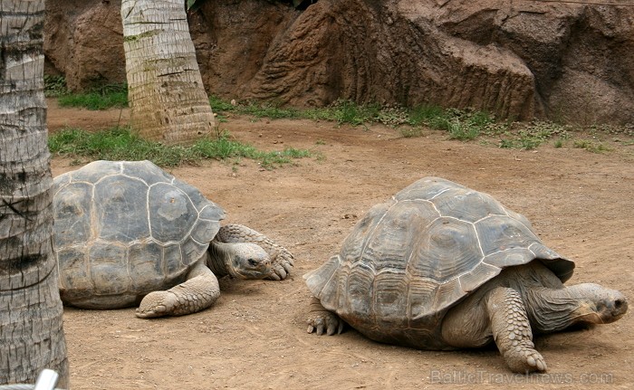 Travelnews.lv ceļojuma stāsts par Loro parku (Loro parque) - Loro parka unikalitāte piesaista tūristus no visas pasaules 64563