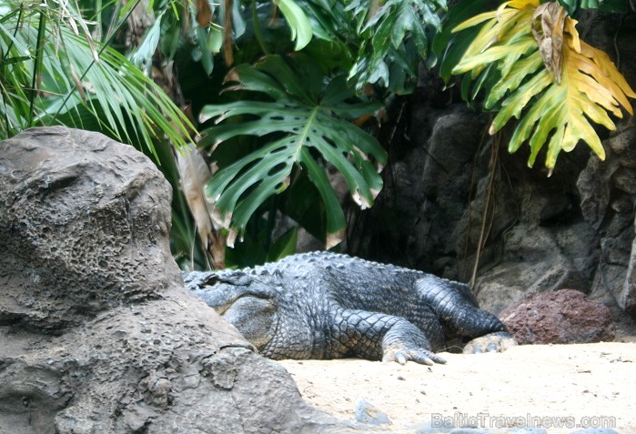 Travelnews.lv ceļojuma stāsts par Loro parku (Loro parque) - Loro parka unikalitāte piesaista tūristus no visas pasaules 64564