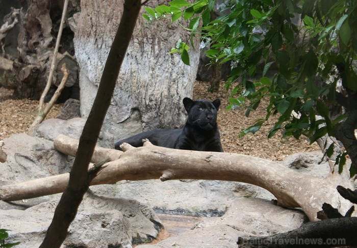 Travelnews.lv ceļojuma stāsts par Loro parku (Loro parque) - Loro parka unikalitāte piesaista tūristus no visas pasaules 64566