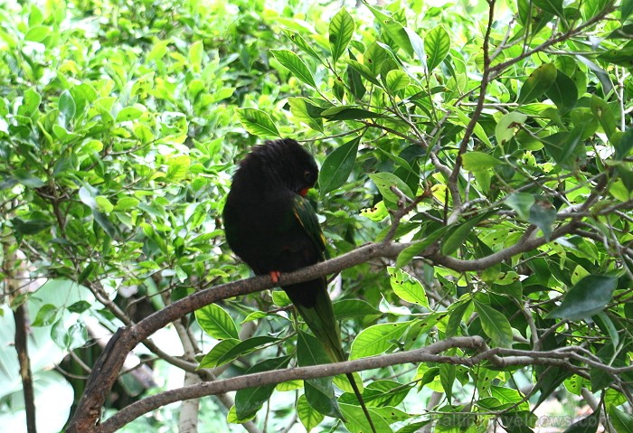 Travelnews.lv ceļojuma stāsts par Loro parku (Loro parque) - Loro parka unikalitāte piesaista tūristus no visas pasaules 64578