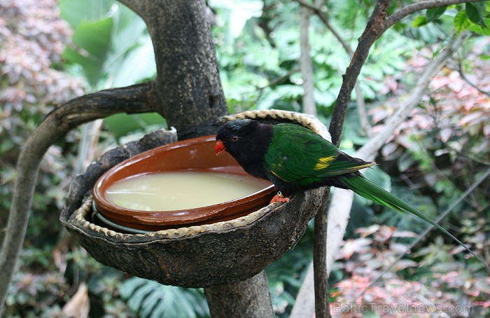 Travelnews.lv ceļojuma stāsts par Loro parku (Loro parque) - Loro parka unikalitāte piesaista tūristus no visas pasaules 64579