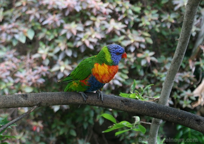 Travelnews.lv ceļojuma stāsts par Loro parku (Loro parque) - Loro parka unikalitāte piesaista tūristus no visas pasaules 64580