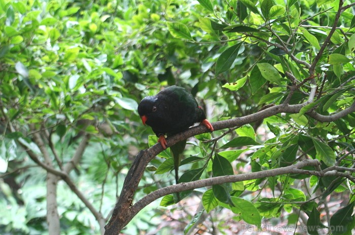 Travelnews.lv ceļojuma stāsts par Loro parku (Loro parque) - Loro parka unikalitāte piesaista tūristus no visas pasaules 64581