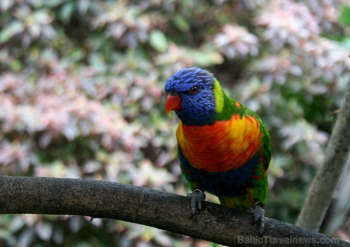 Travelnews.lv ceļojuma stāsts par Loro parku (Loro parque) - Loro parka unikalitāte piesaista tūristus no visas pasaules 64582