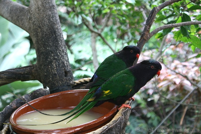 Travelnews.lv ceļojuma stāsts par Loro parku (Loro parque) - Loro parka unikalitāte piesaista tūristus no visas pasaules 64583