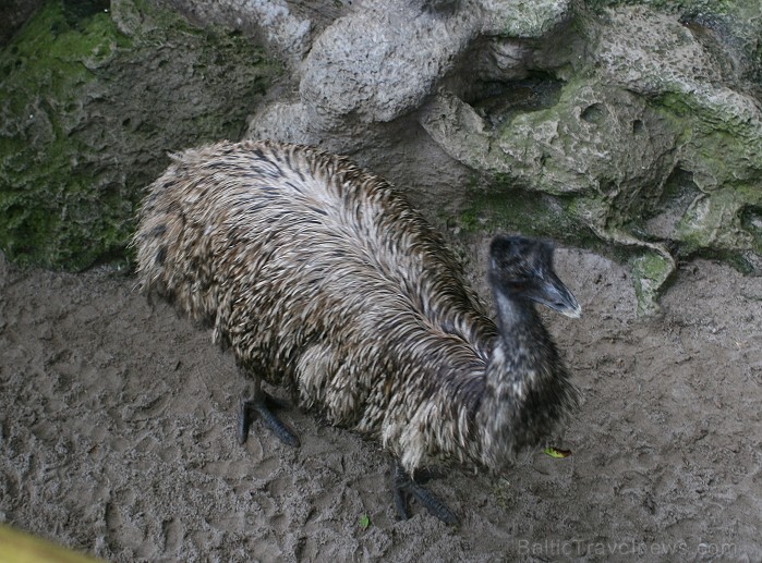 Travelnews.lv ceļojuma stāsts par Loro parku (Loro parque) - Loro parka unikalitāte piesaista tūristus no visas pasaules 64584