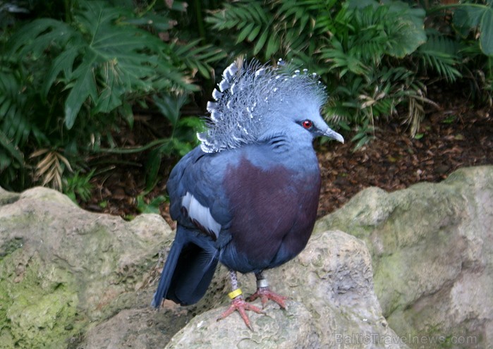 Travelnews.lv ceļojuma stāsts par Loro parku (Loro parque) - Loro parka unikalitāte piesaista tūristus no visas pasaules 64589