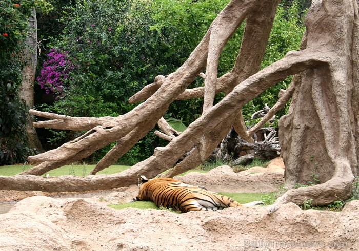 Travelnews.lv ceļojuma stāsts par Loro parku (Loro parque) - Loro parka unikalitāte piesaista tūristus no visas pasaules 64590
