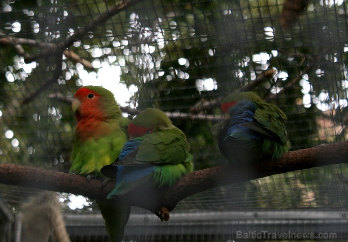 Travelnews.lv ceļojuma stāsts par Loro parku (Loro parque) - Loro parka unikalitāte piesaista tūristus no visas pasaules 64592