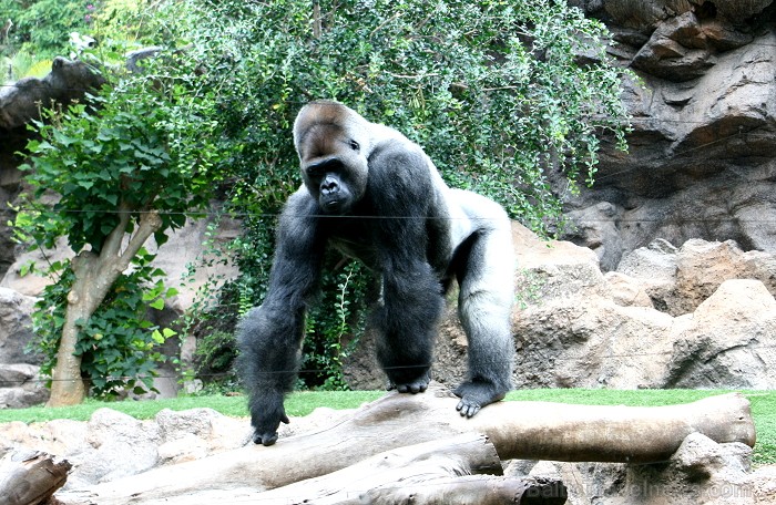 Travelnews.lv ceļojuma stāsts par Loro parku (Loro parque) - Loro parka unikalitāte piesaista tūristus no visas pasaules 64593