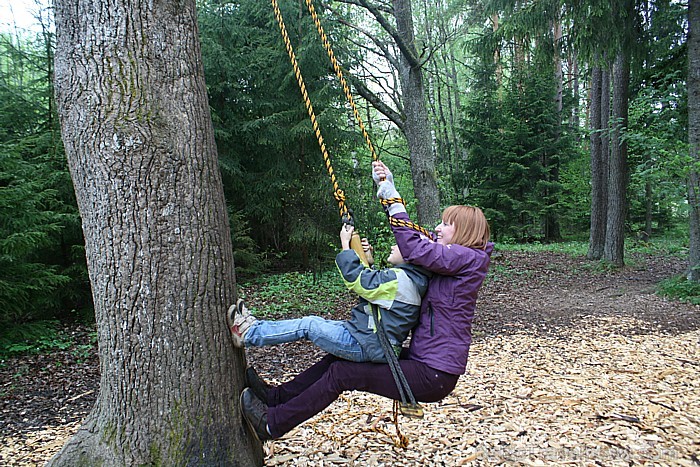 Kā dabūt bišu medu lejā no koka? Kārumniekiem nākas nedaudz papūlēties... 65433