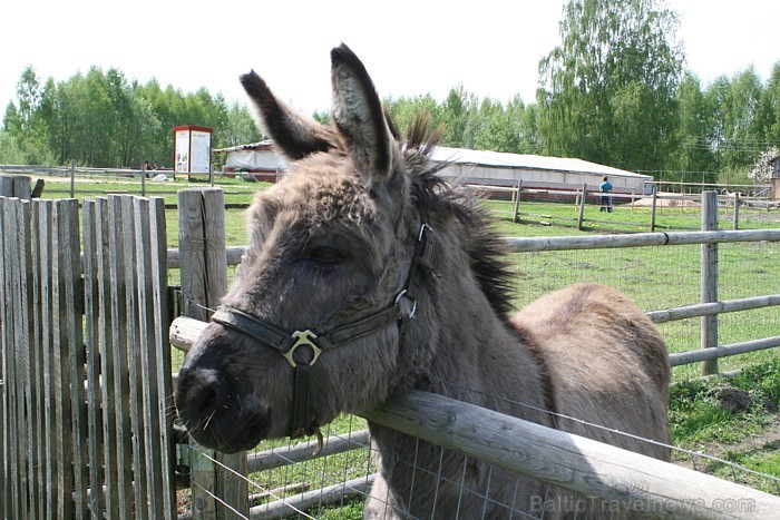 Mini zoo „Dobuļi” iepazīstina ar daudzveidīgu un interesantu savvaļas un mājdzīvnieku kolekciju 65487