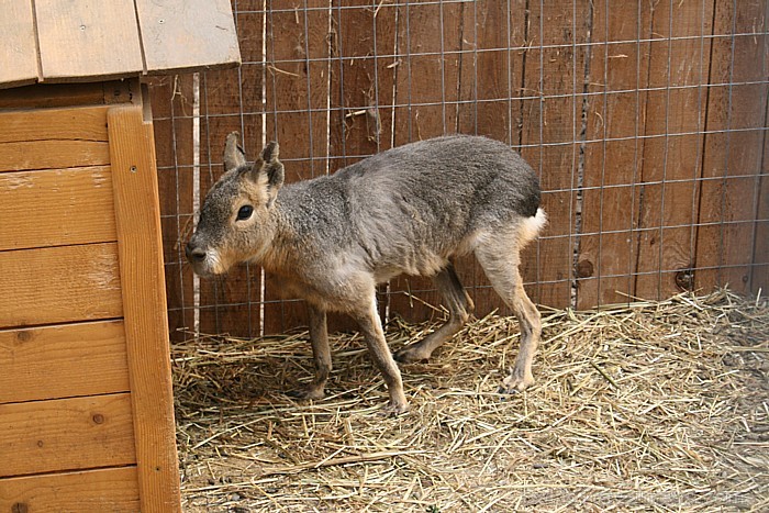 Zoo var aplūkot arī dažādus pēc izskata interesantus dzīvniekus 65503