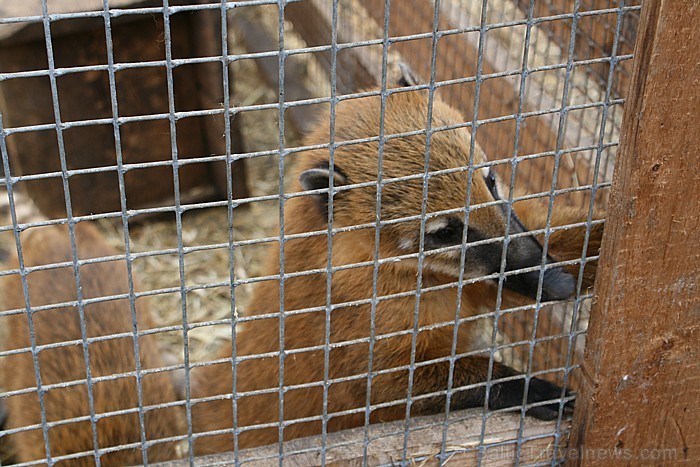 2009. gadā mini zoo „Dobuļi”  saņēma titulu kā ģimenei draudzīgākā vieta Zemgalē 65506