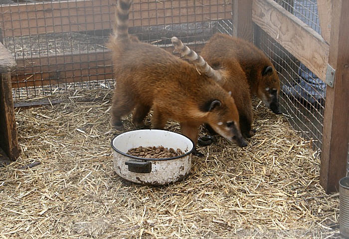 Mini zoo «Dobuļi» noteikti ir apmeklējuma vērta, ja vēlas draudzīgā un jaukā atmosfērā pavadīt laiku 65508