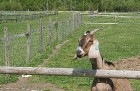 Mini zoo „Dobuļi” ir dibināts 2000 gadā, un šo gadu laikā ir savākta interesanta dzīvnieku kolekcija 3