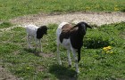 Mini zoo ir gan pundurkazas, gan Svētā Jakoba aitas ar četriem ragiem, Anglo – Nūbijas kazas,  Somālijas aitas 14